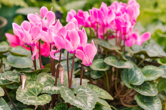 Cyclamen 💗🌿(1 Gallon)