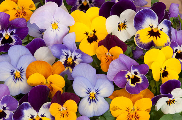 4" Pansy Plants 🌸💛