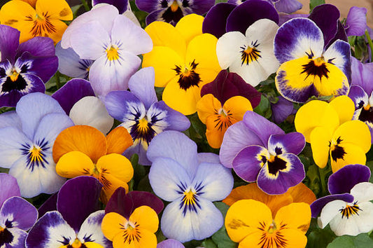 4" Pansy Plants 🌸💛