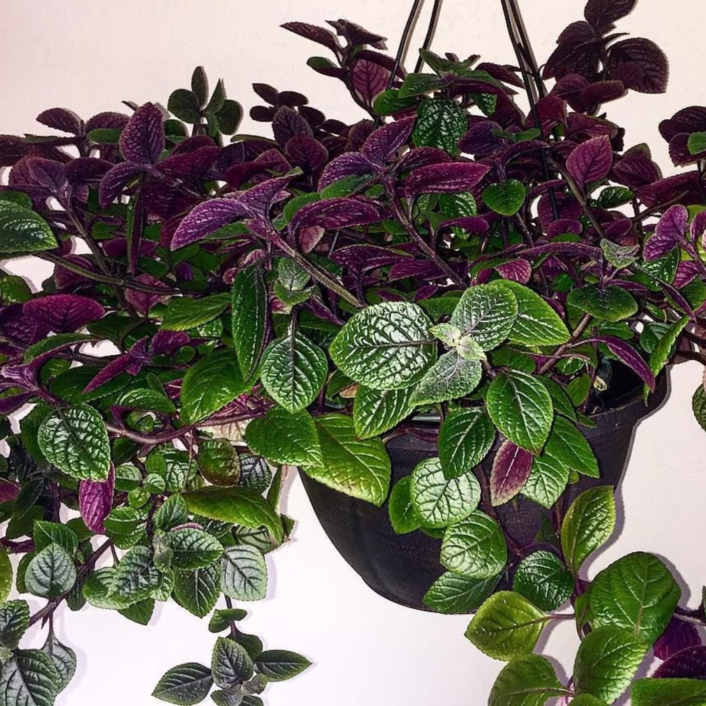 Swedish Ivy - Purple (11" HB)
