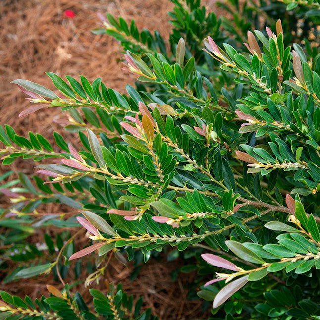 Vintage Jade® Distylium – 3 Gallon