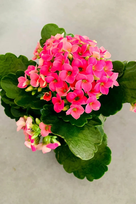 Kalanchoe (Assorted Pink 4")