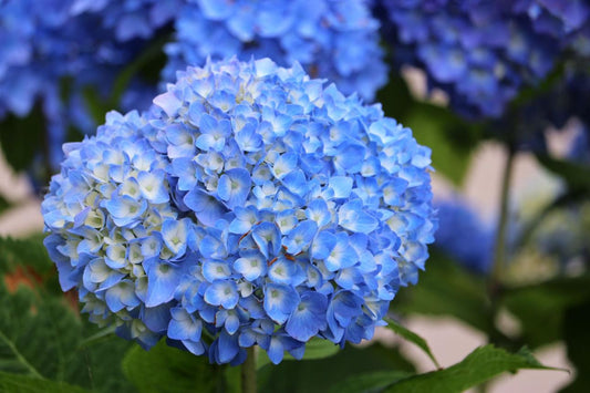 💙 Blue Floral Hydrangea (Hydrangea macrophylla)