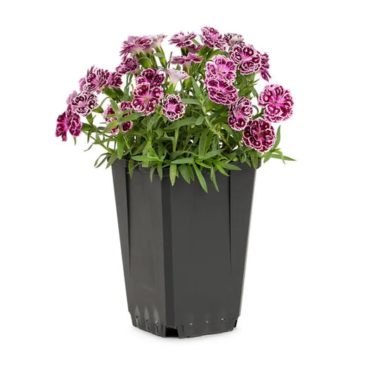 1 Gallon Dianthus 🌸 | Sweet Fragrance & Timeless Cottage Charm