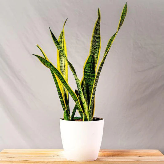 Sansevieria Laurentii (6")