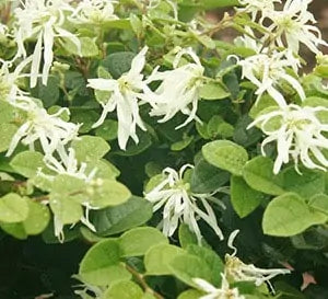 Loropetalum 'Emerald Snow' (3 Gal)