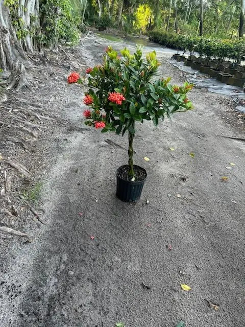 Ixora 'Maui' Braid (10")