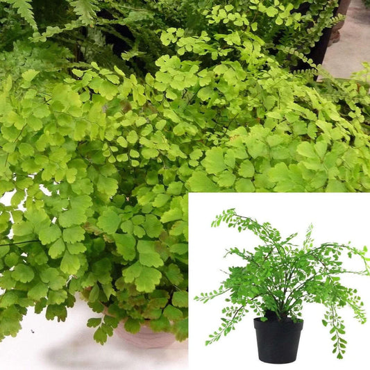 Maidenhair Fern 'Fragrans' (4")