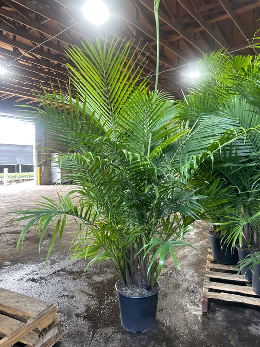 Majesty Palm (Ravenea rivularis 10” Multi-Stem)
