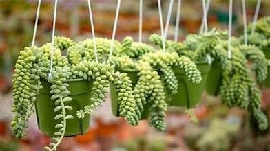 Burro’s Tail Succulent Hanging Basket