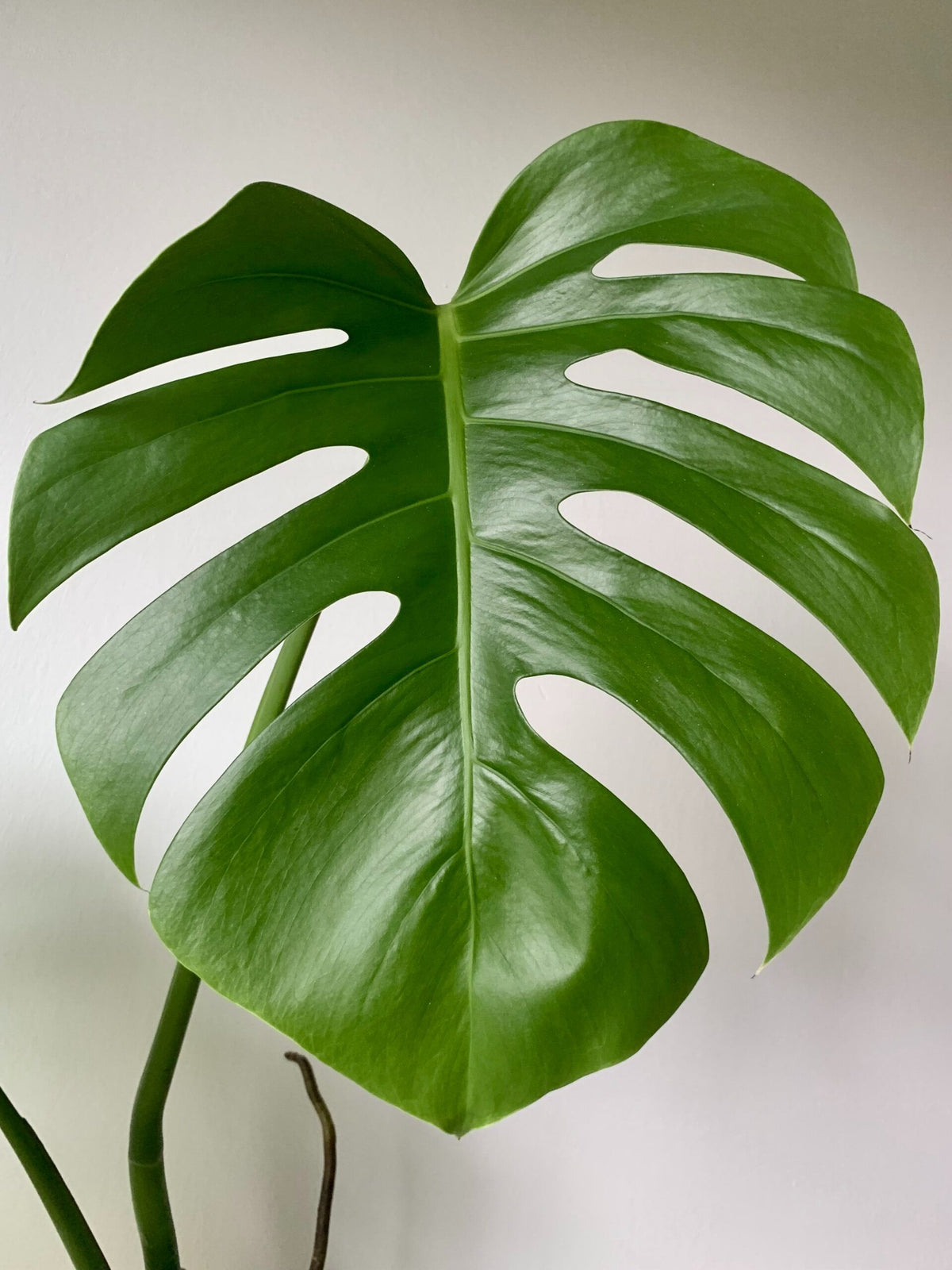 Monstera 'Super Golden' – 8" Pot