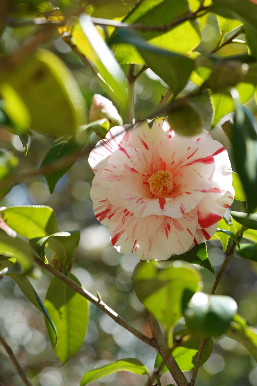 🌸 Verna Halbert Camellia (Camellia japonica) — 1 Gallon