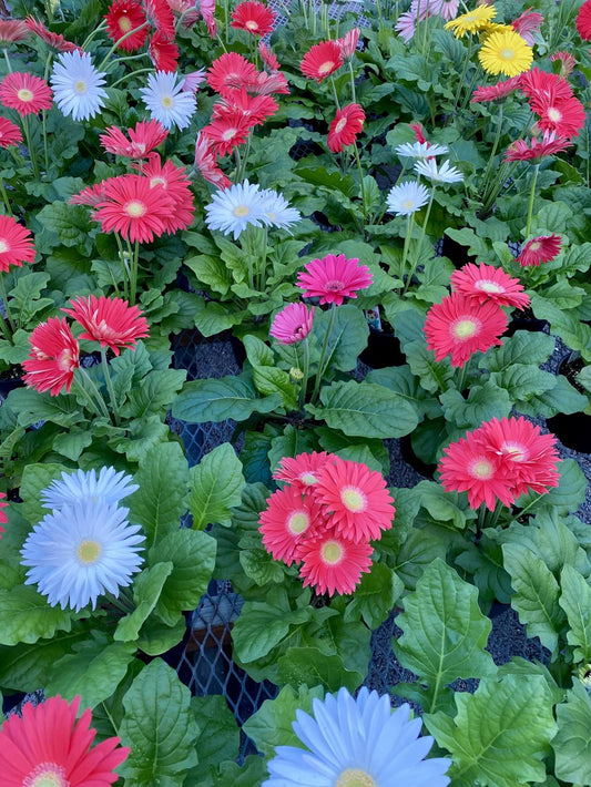 Gerber Daisy -1 gallon