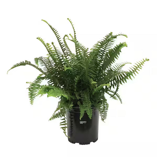 Fern 'Kimberly Queen' (1 Gal)