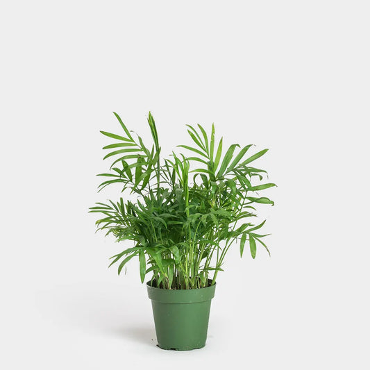 Parlor Palm 4"