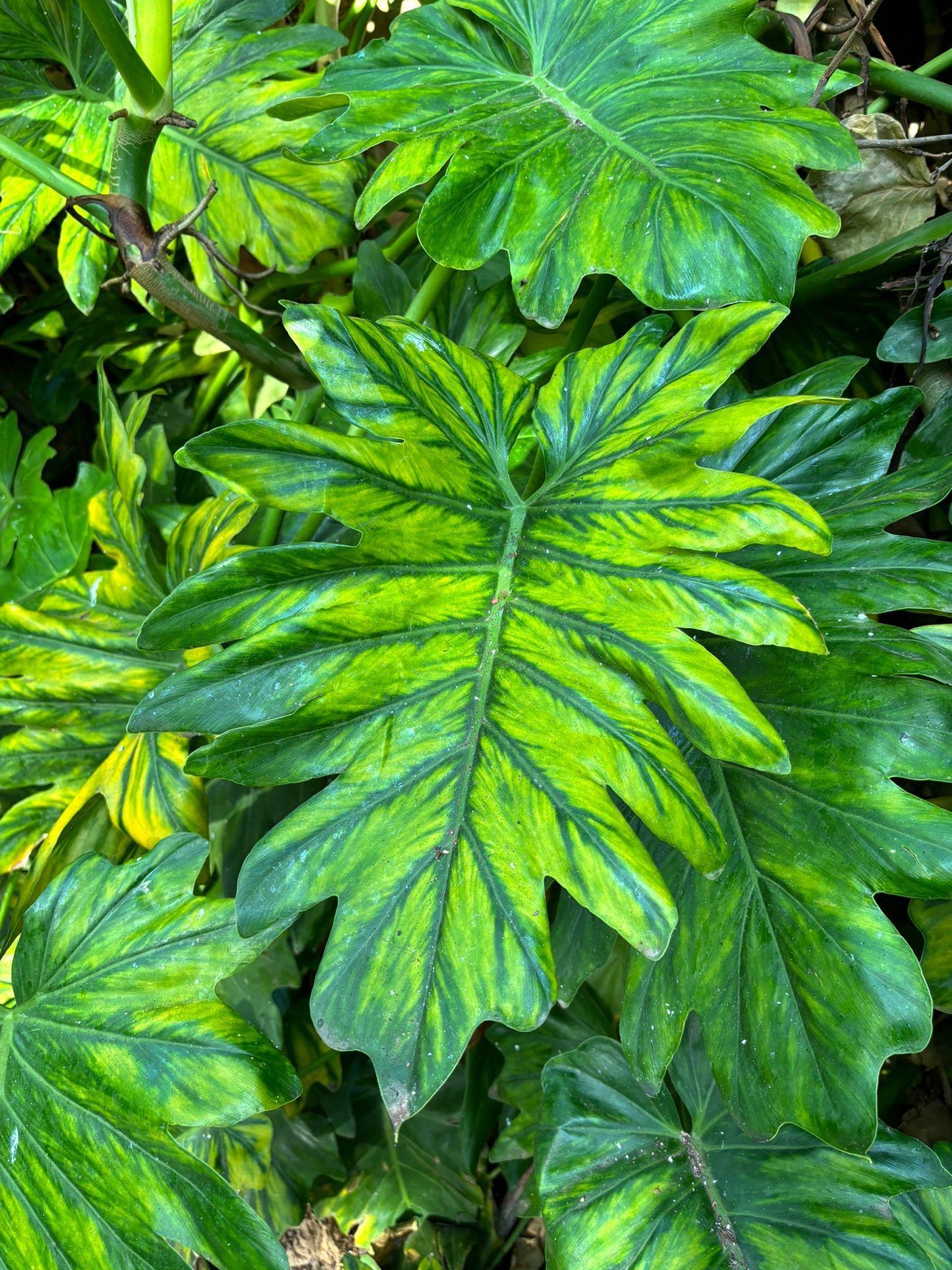 🌿 4.5" Hawaiian Sunshine Fern (Philodendron ‘Hawaiian Sunshine’)
