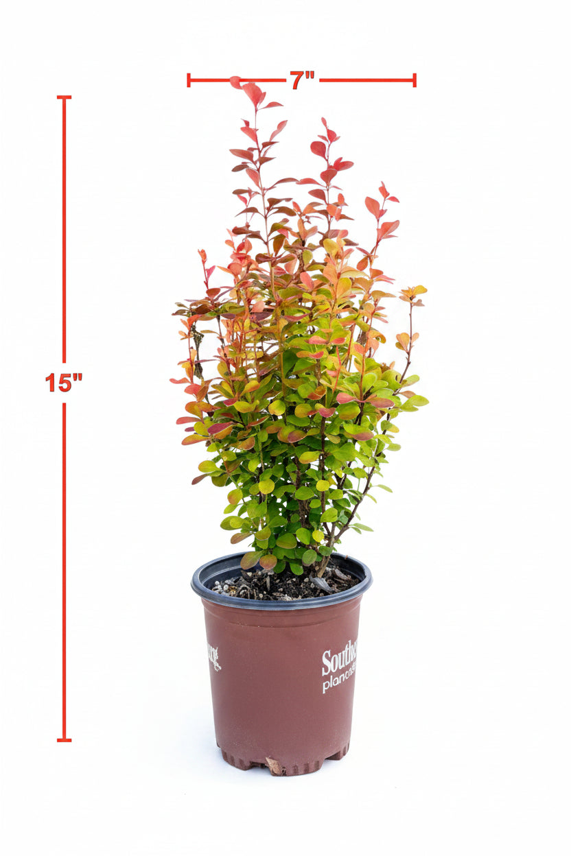 Orange Rocket® Barberry – 1 Gallon