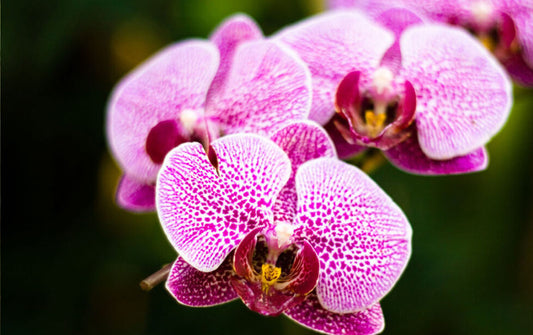 Mini Orchid 3"