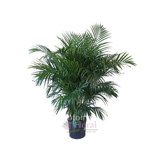 Queen Palm (5-5.5')