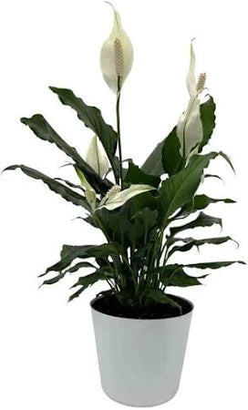 Spathiphyllum (Peace Lily) 12–24” Tall – In Bud (6")