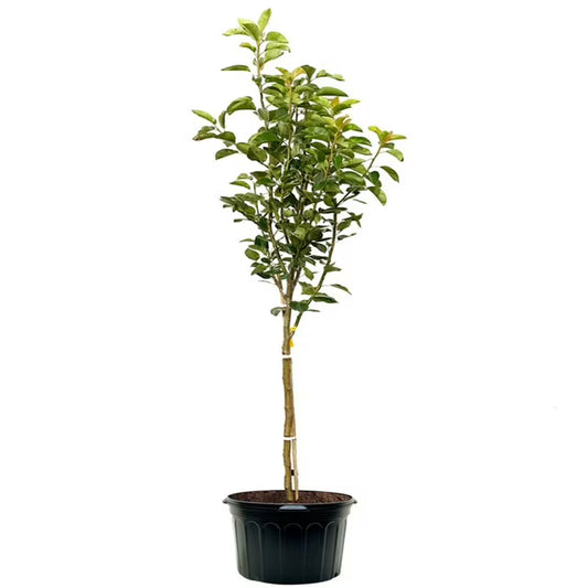 Bartlett Pear Tree (5 Gallon)