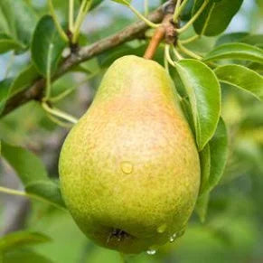Bartlett Pear Tree (7 Gallon)