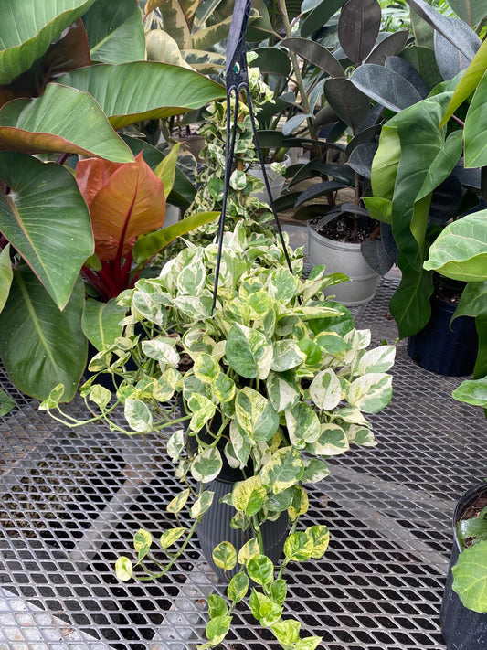 Pothos ‘Pearls & Jade’ (8" hanging basket)