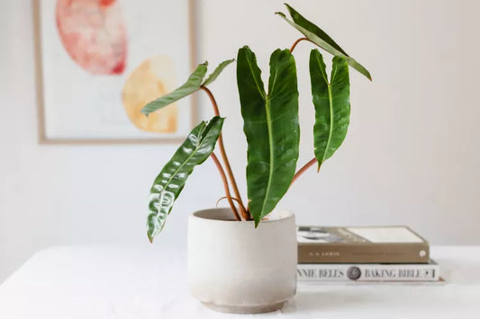 Philodendron Billietiae Coat (10")