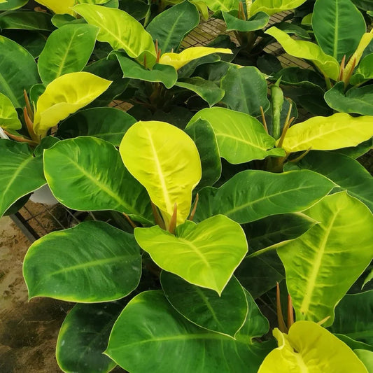 Philodendron "Moonlight" 8"