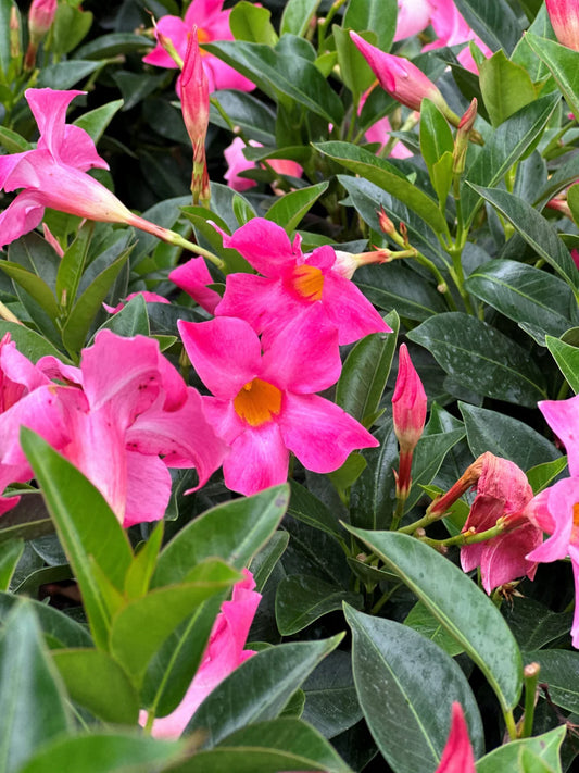 Dipladenia 4.5"