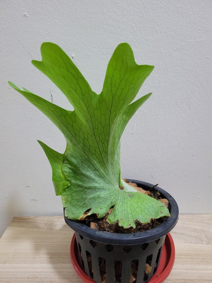 Grande Staghorn Fern in Crate – 8"