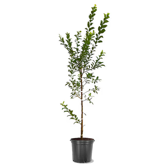 7-Gallon Plum Tree – A Gift of Sweetness, Shade & Southern Charm