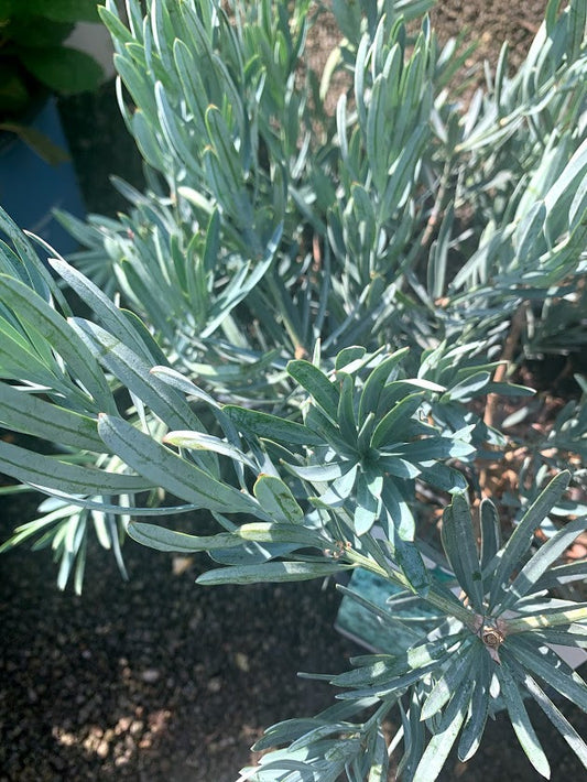 7 Gallon Blue Podocarpus