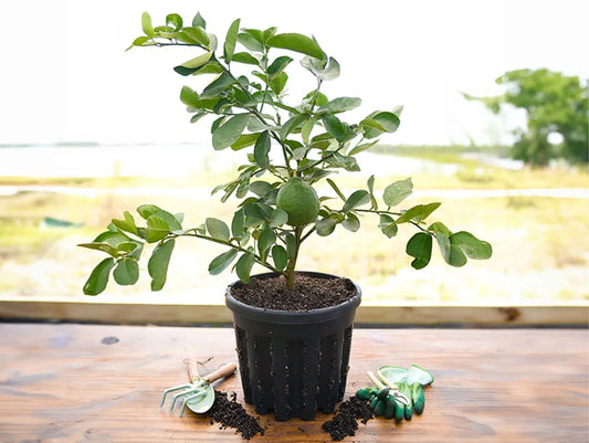 Citrus Lemon ‘Ponderosa’ Bush (10")