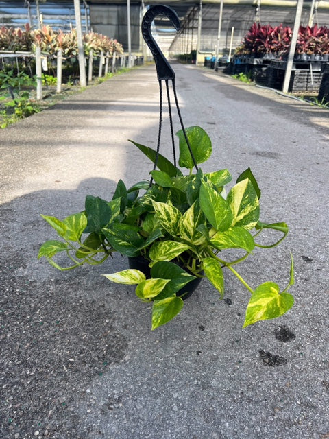 Pothos Hawaiian (8" hanging pot)