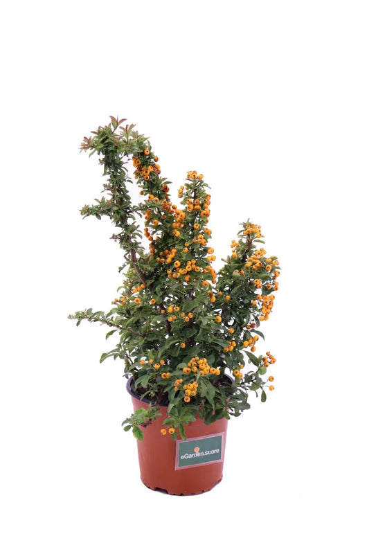 Pyracantha 'Mohave' Trellis (7 Gal)
