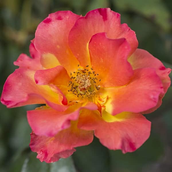 Floribunda Roses