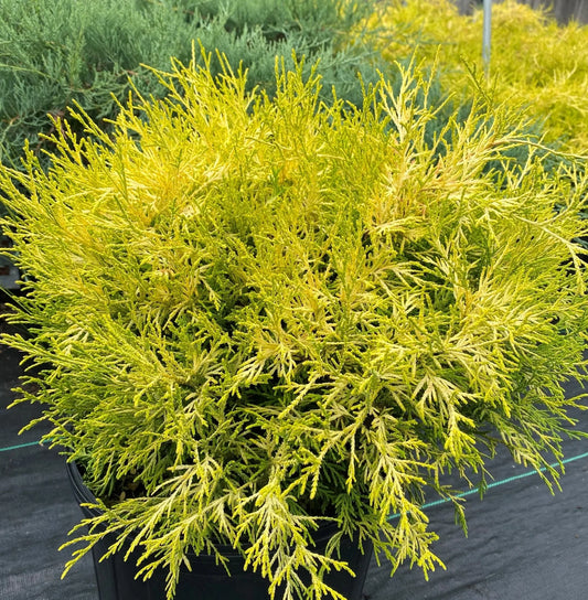 Golden Mop Cypress – 7 Gallon 🌿✨ Soft Texture. Golden Glow. Timeless Structure.