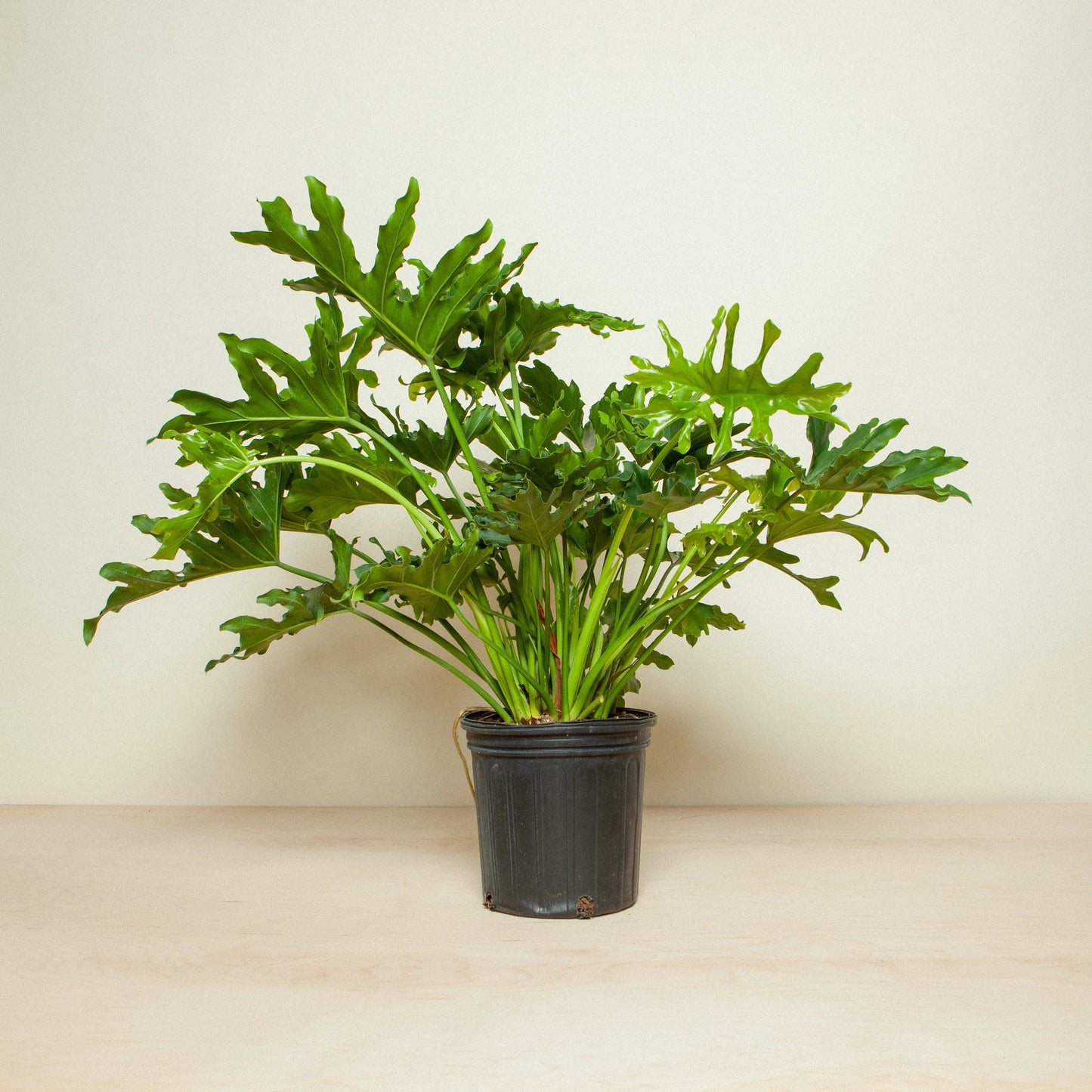 Philodendron Sellum 'Hope' 3g brokered