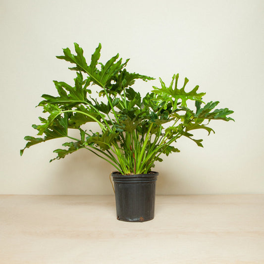 Philodendron Sellum 'Hope' 3g brokered