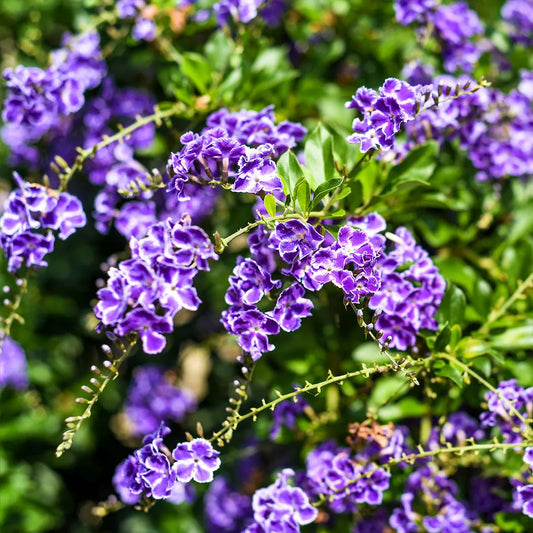 Duranta ‘Sapphire Showers" Tree (10")