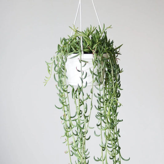 String of Fish Hooks Succulent Hanging Basket