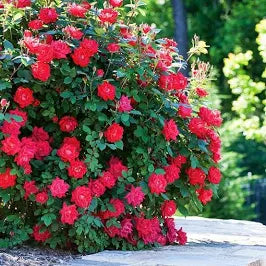 Double Knockout Roses