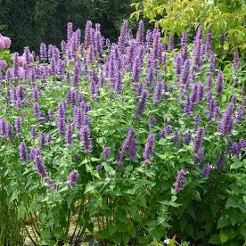 Agastache Rugosa (4.5")