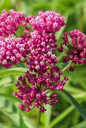 Asclepias (Milkweed) (1 Gallon)