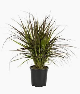 Fire Works Grass (1 Gallon)