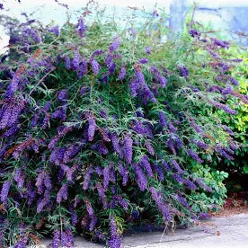 Butterfly Bush "Black Knight" (3 Gallon)
