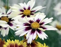 Coreopsis "Lil Bang" (4.5)