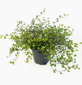 Creeping Wire Vine (4.5)