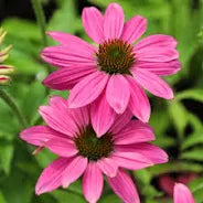 Echinacea Pow Wow (1 Gallon)